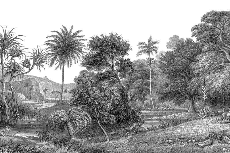 Tapetai Rebelwalls, Jungle Land