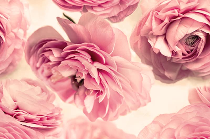 fototapetai rebel wall, bouquet, summer wind R13091